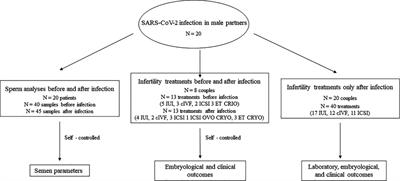 Semen parameters and male reproductive potential are not adversely affected after three or more months of recovery from COVID-19 disease